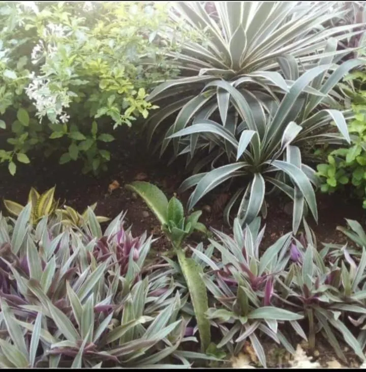 The Seaside Garden Guesthouse Buccoo